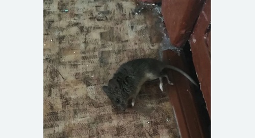 Дезинфекция от мышей в Гагарине