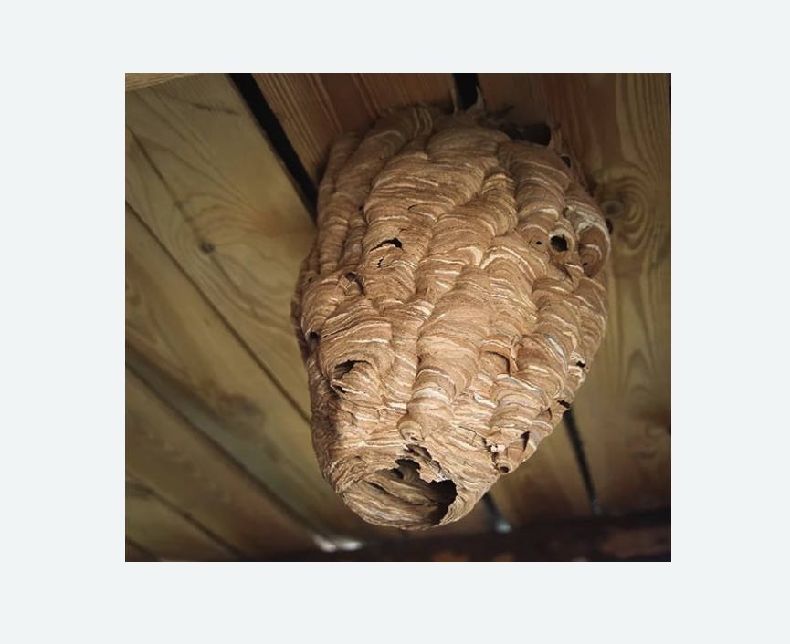 обработка от шершней в Гагарине