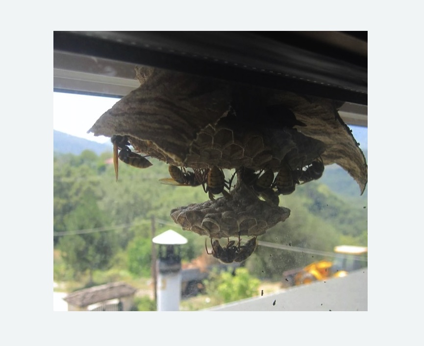 Уничтожение гнёзд шершней в Гагарине