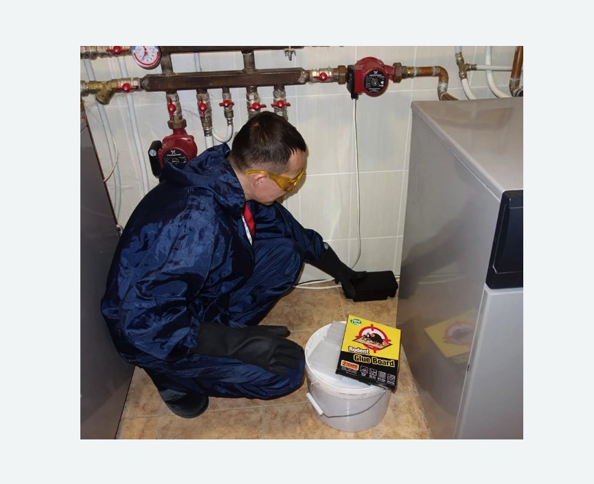 Уничтожение крыс в Гагарине