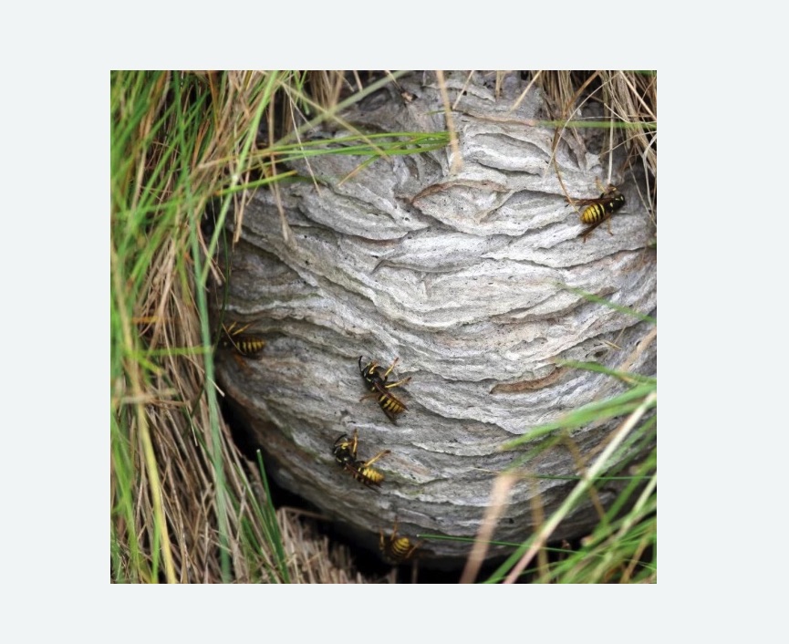 Уничтожение ос и ульев в Гагарине